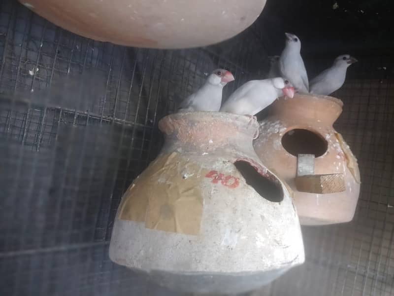 Java | Fawn Silver White 4