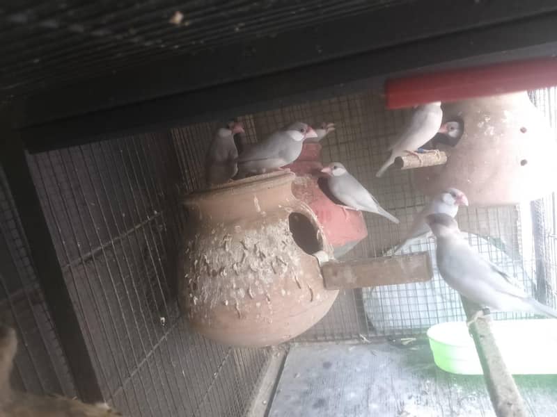 Java | Fawn Silver White 5