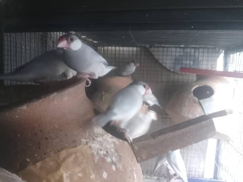 Java | Fawn Silver White 6