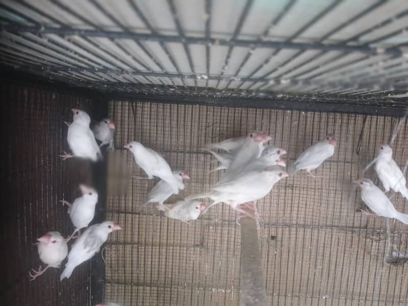 Java | Fawn Silver White 7