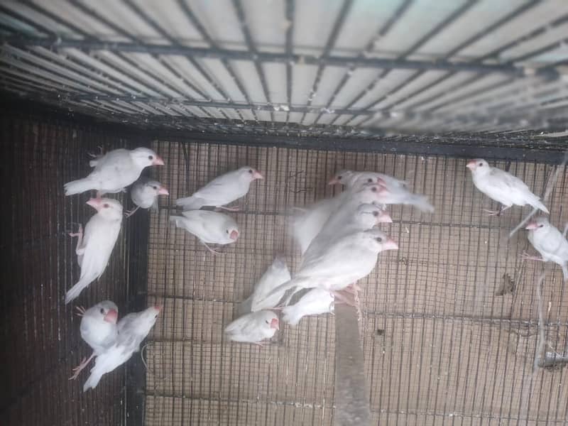 Java | Fawn Silver White 8