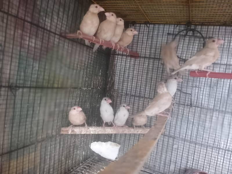 Java | Fawn Silver White 9