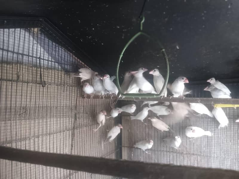 Java | Fawn Silver White 10