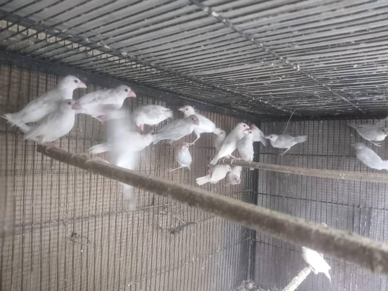 Java | Fawn Silver White 11