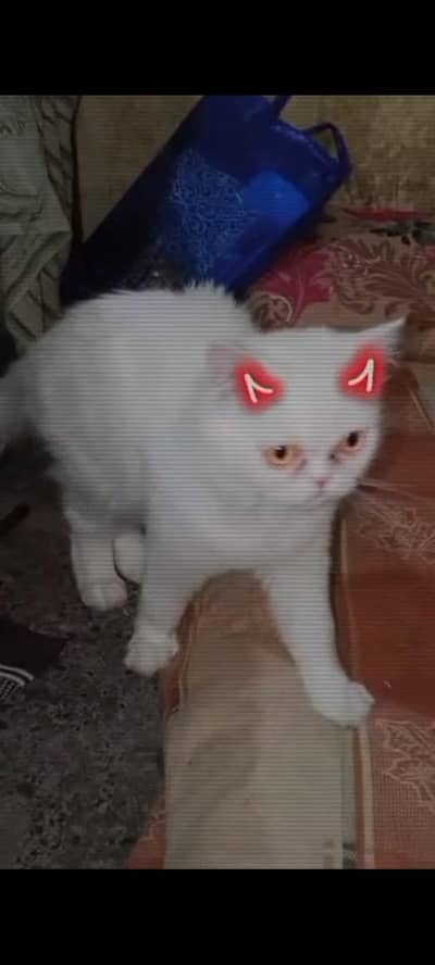 triple cote punch fece cat +92 348 9375822 wtsp