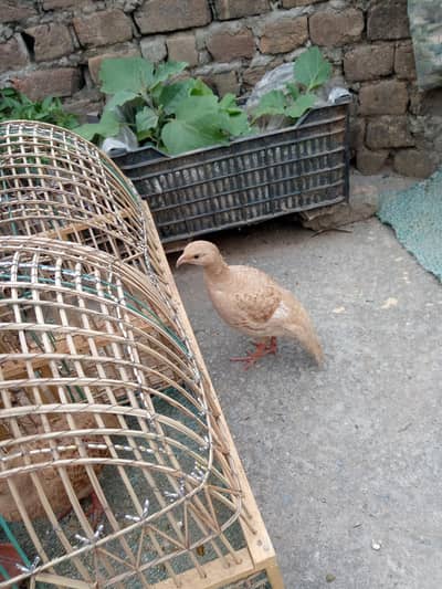 boski teeter white teeter Iran dakhni