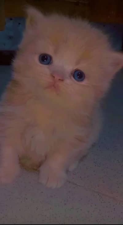 Persian  kitten blue eyes triple coated