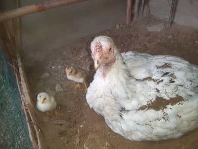 aaeel Hen 3 chicks ke sath 03047417469