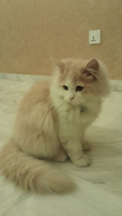 5 months old double coat Male Persian Kitten for Sale
