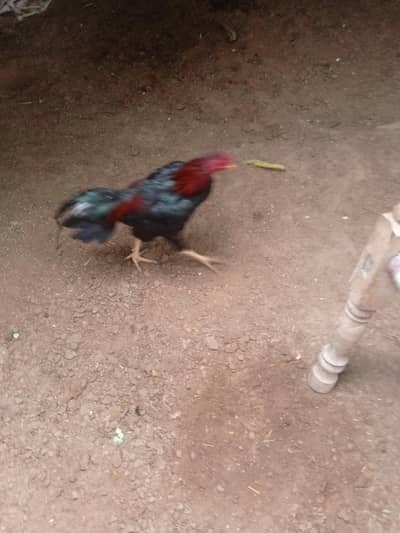 aseel patha for sale