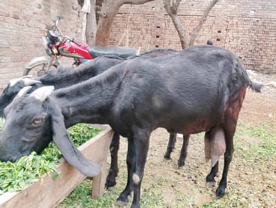 amritsari betal bakri for sale