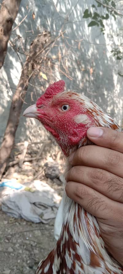 aseel full breeder setup