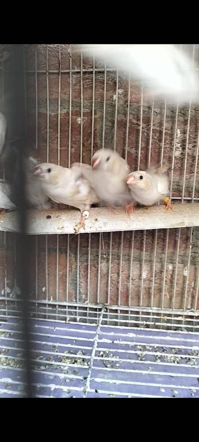 Finches Breader Male Or Pathy