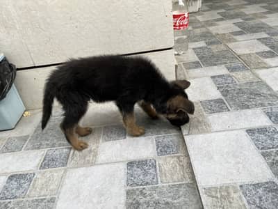 German Shepard Puppy 3 Month Double Coat