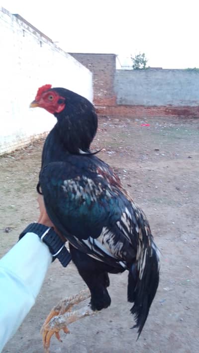 Aseel patha for sale