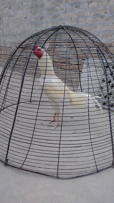 8 mAh Heera aseel  patha