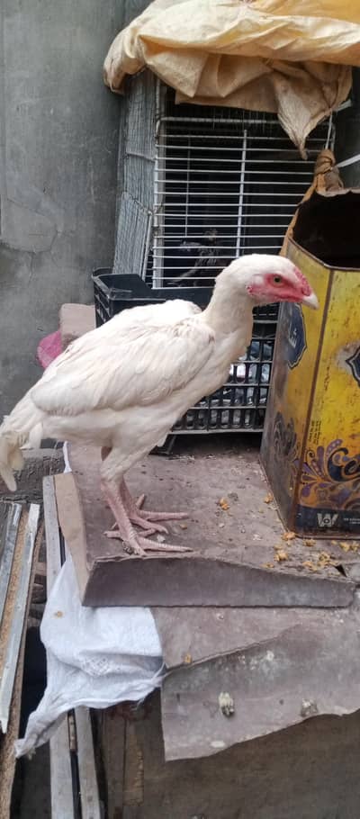 papar white patha urgant sale