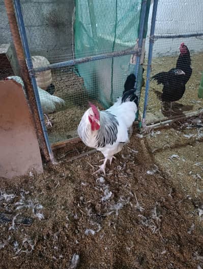 Light Sussex heritage eggs available for sale