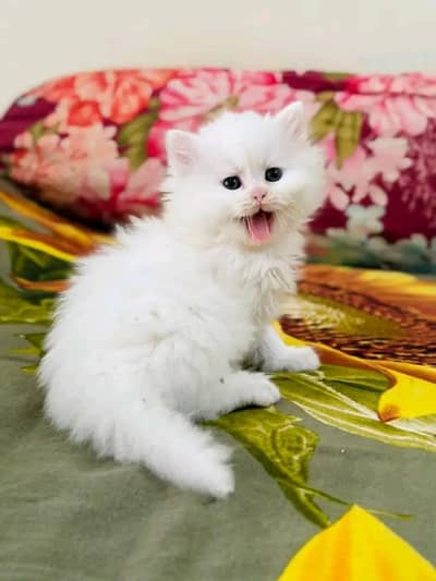 Persian cat for sale my WhatsApp number 0329-70-46-121