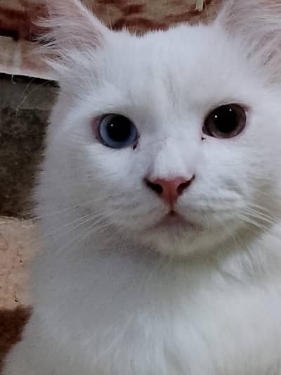 My Persian cat for sale full trained.