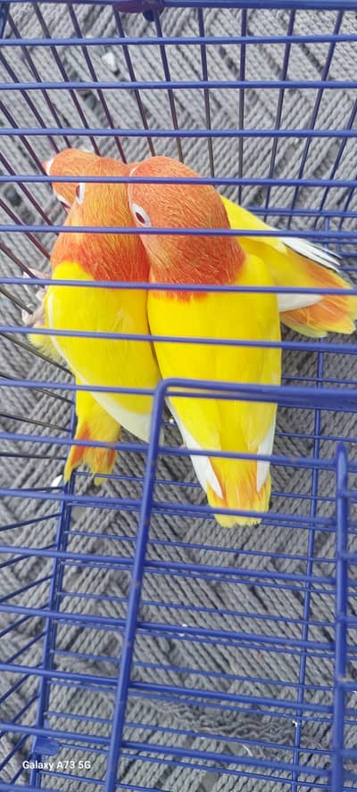 lutino opline show quality