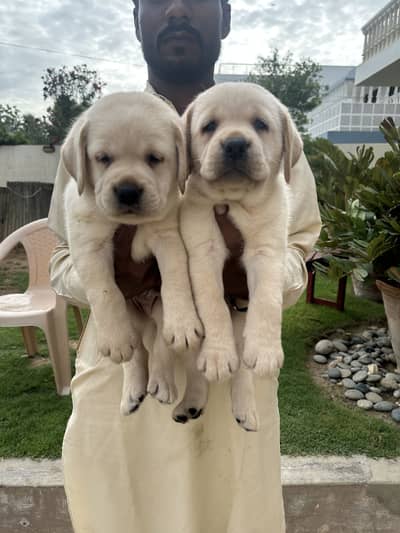 Labrador Puppy (KCP Pedigree)