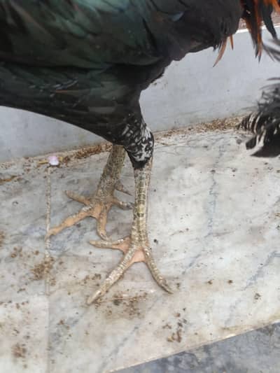 Healthy Thai Pakoay pair