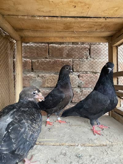 Rampuri jora  for sale old breed and nevi jora Zaibi waly