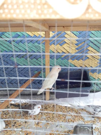 2 adult love birds for sale albino red eyes