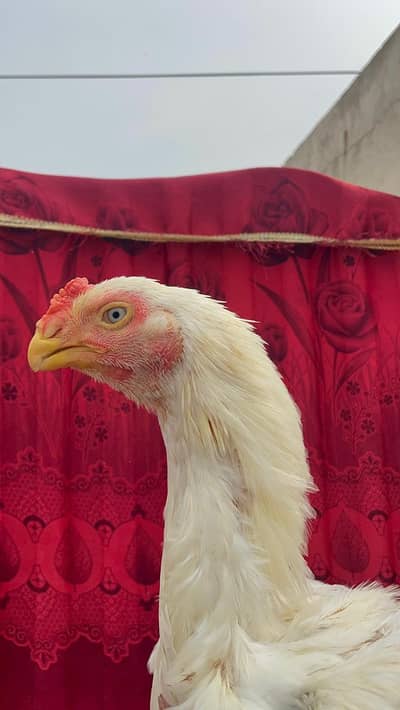 Indian Parrot Beak Long Tail Aseel Male For Sale