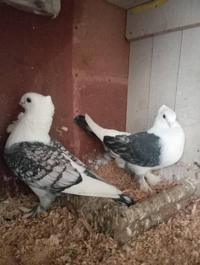 SENTIENT PIGEON PAIR