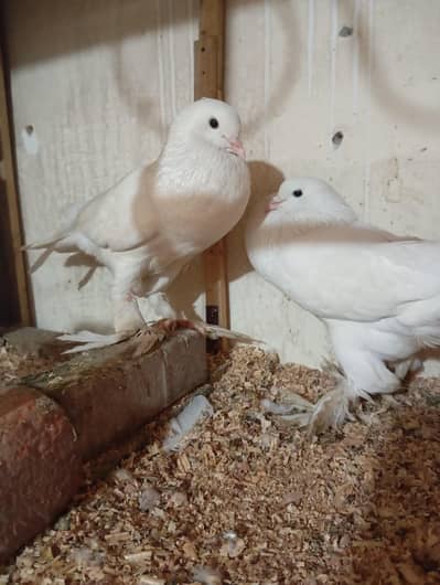 SENTIENT PIGEON PAIR