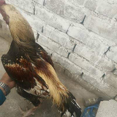 Aseel pair full health and active