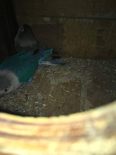 Fisher+Parblue pair and Blue oppline +Parsnatta pair