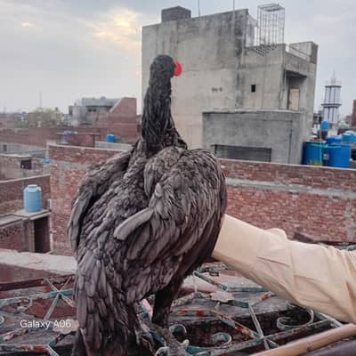 blue Dragon female and eggs
