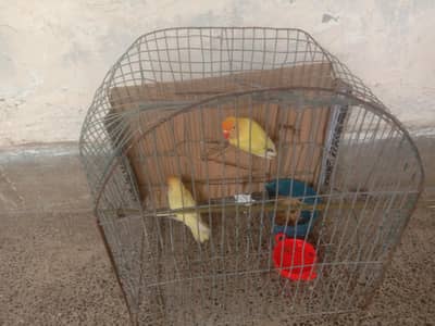 vip love Brid and benjra b saat ha