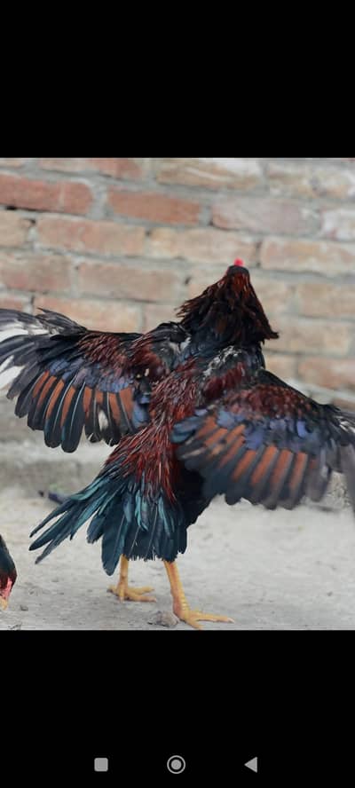 original aseel murga