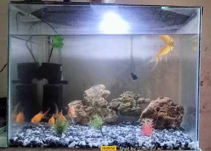 fish aquarium