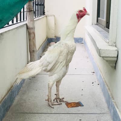 pure Heera aseel age 16 month