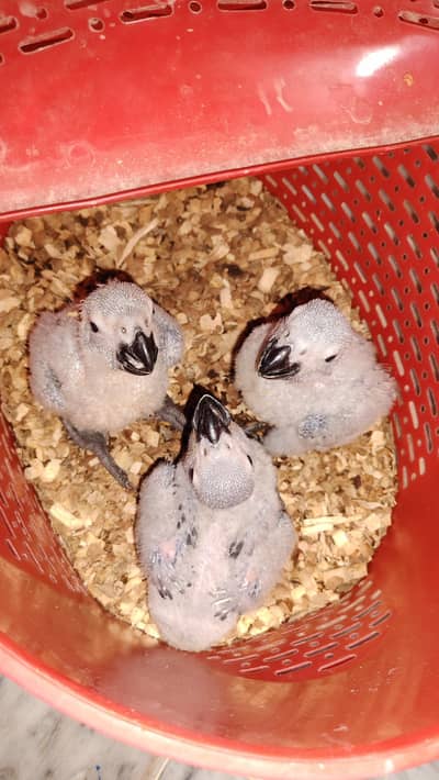 grey parrot/white ringneck /raw /grey ringneck /ringneck talking male
