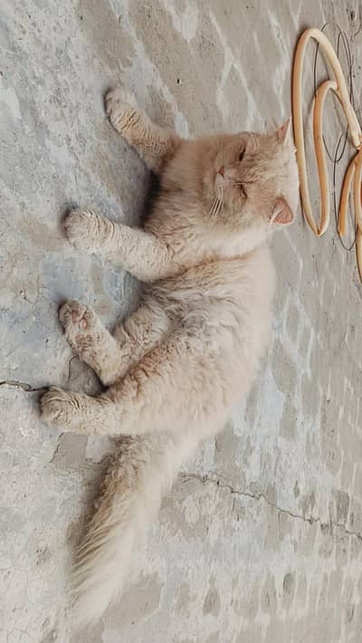 Persian Semi Punch Male