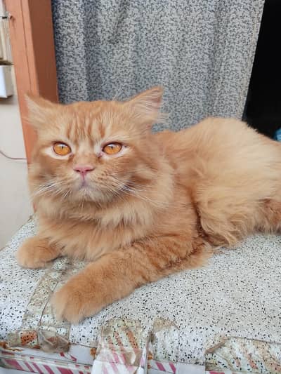 Persian cat male