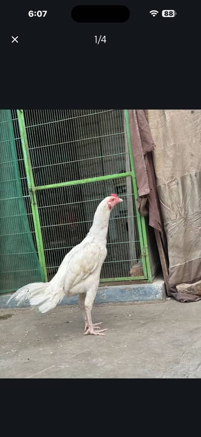 Aseel white heera patha