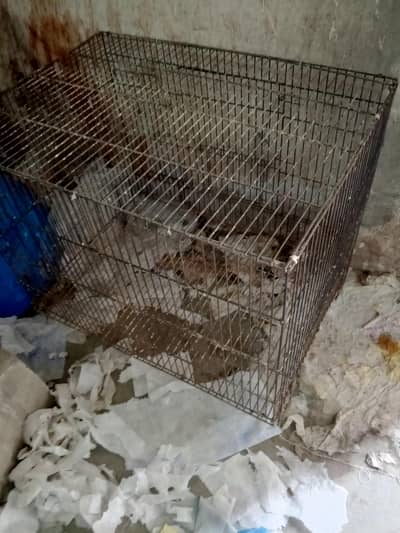 large size cage