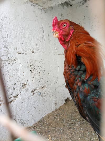 Argentina parrot beak