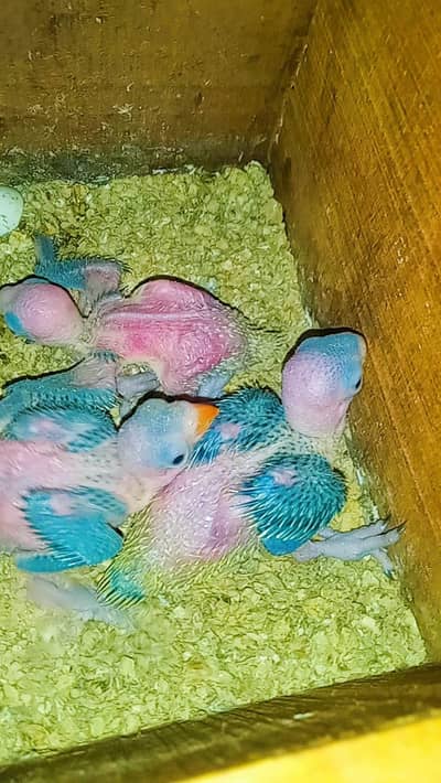 ringneck baby (03162959853)