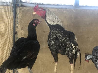 Aseel hens and Guinea fowls