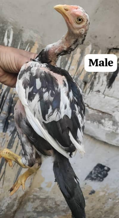 rampori miyawali cross breed