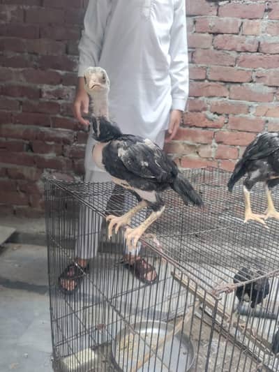 height butyfull nice bright