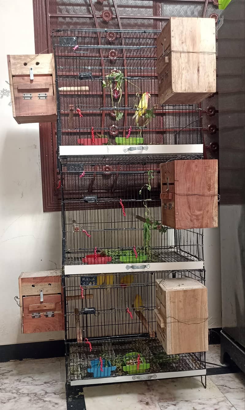 Common lutino Complete Setup 0